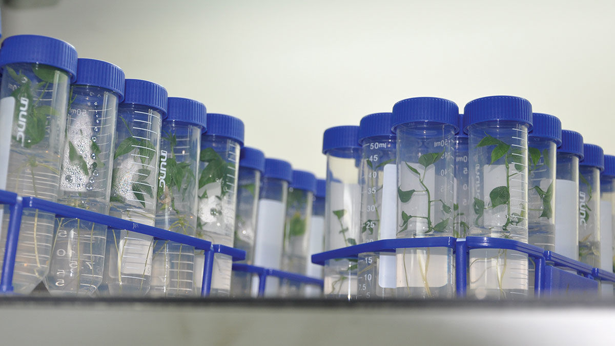 Danforth plant test tubes